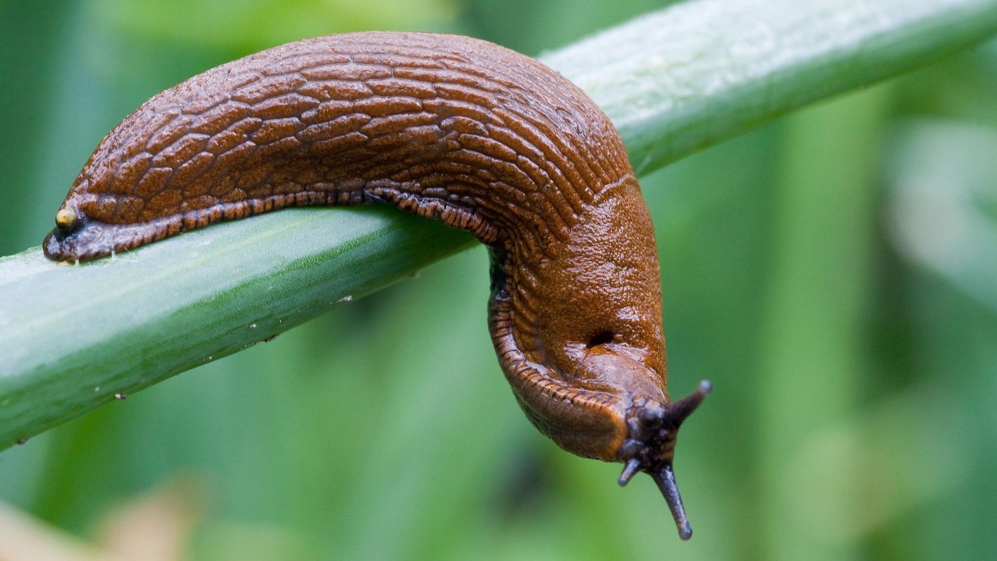 Eine Spanische Wegschnecke kriecht über Zwiebellauch in einem Garten.