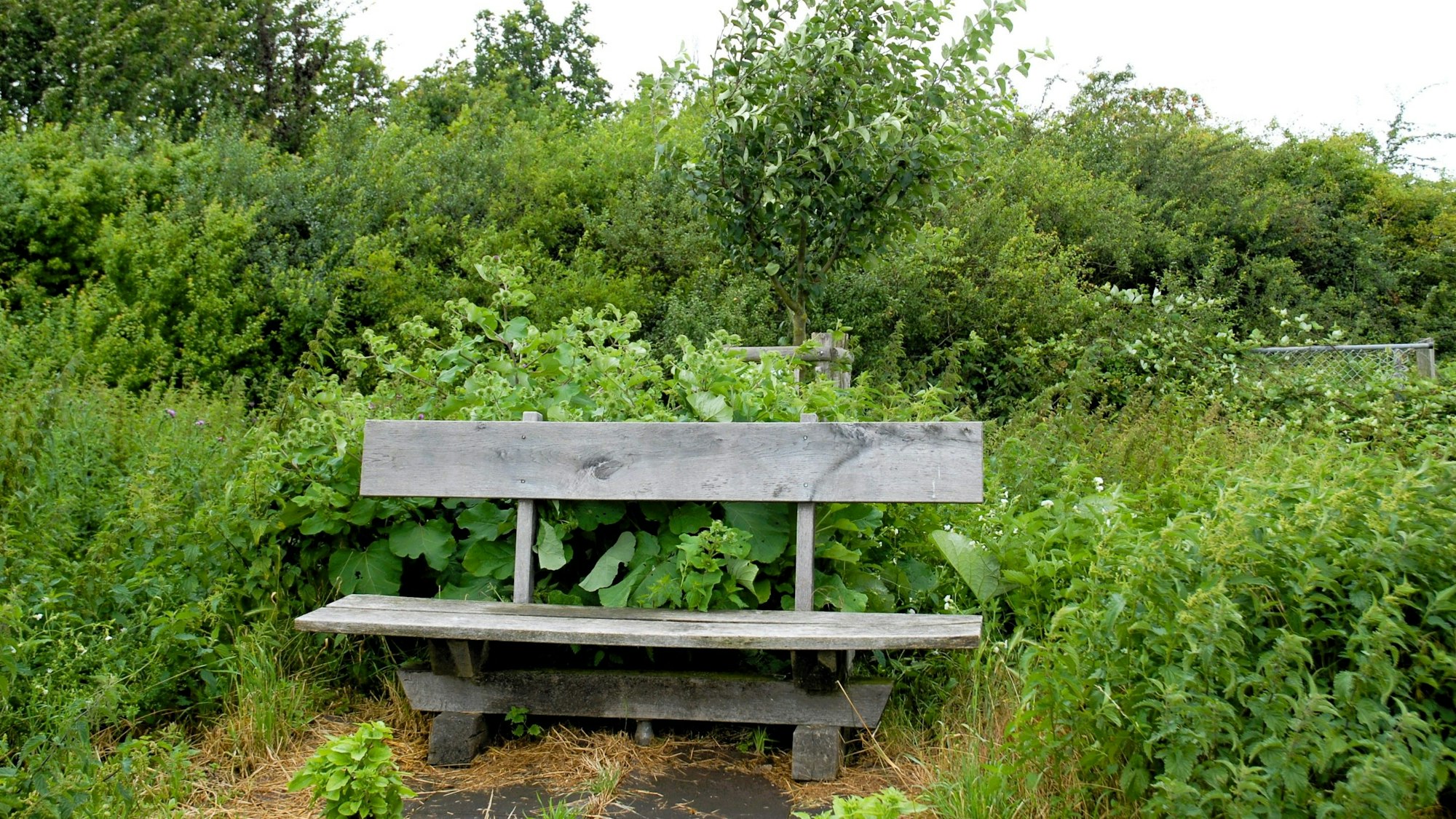 Eine Bank steht vor Büschen.