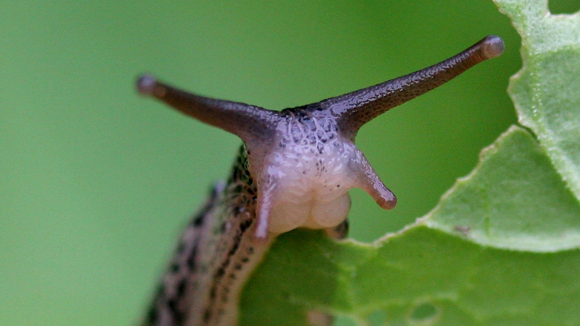 Zum Themendienst-Bericht vom 9. Juli 2020: Salaträuber: Hobbygärtner ärgern sich oft über Schnecken im Gemüsebeet.