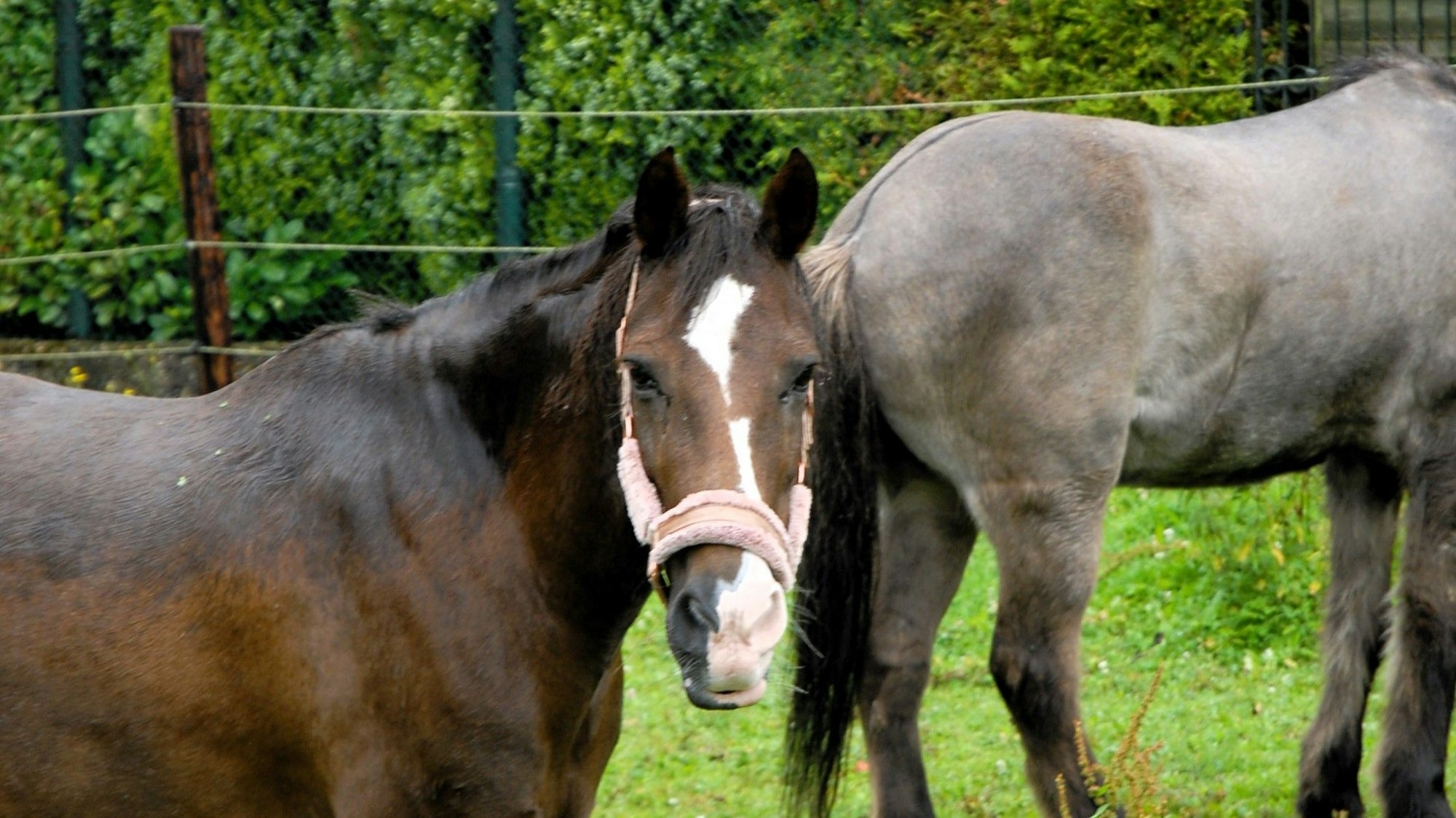 Pferde stehen auf einer Wiese.