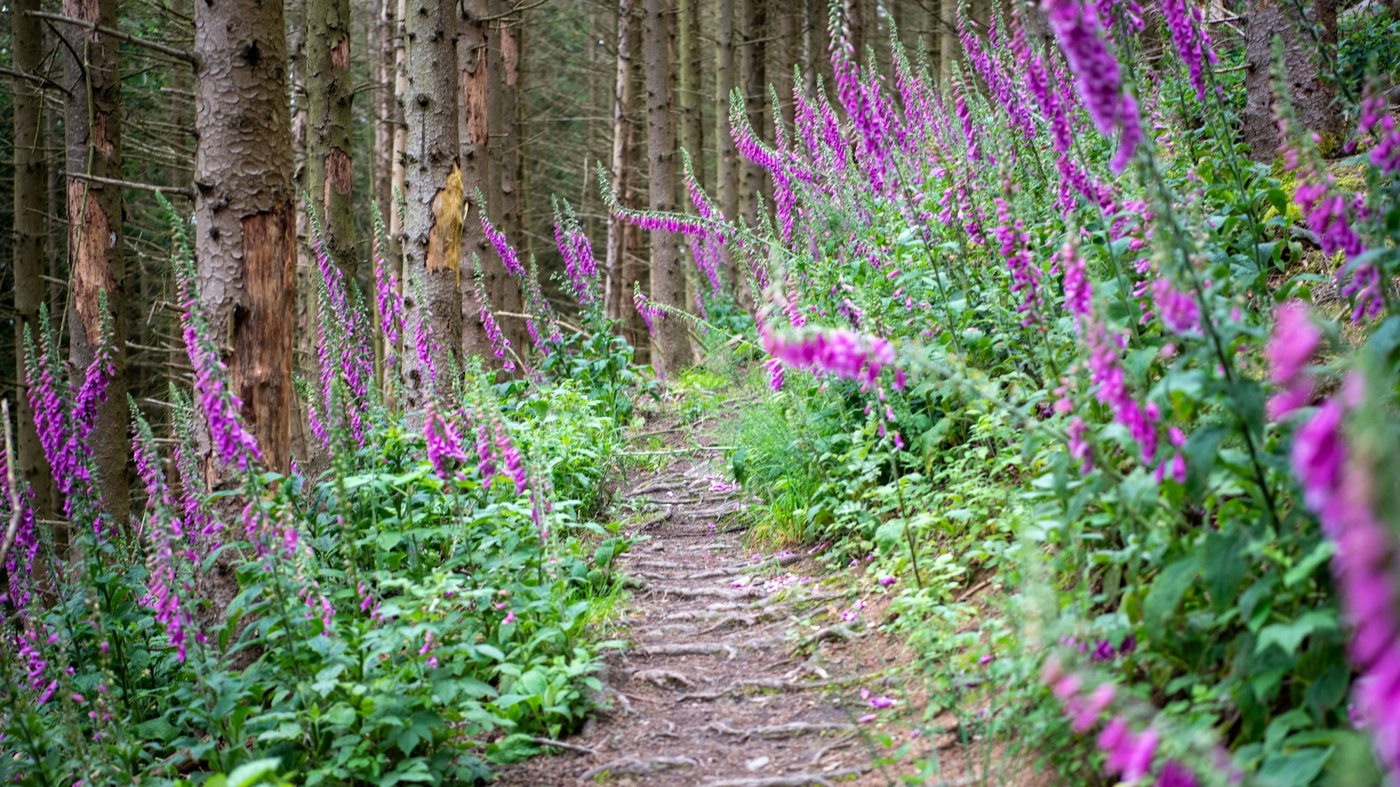 Links und rechts des Wildnis-Trails wachsen lila blühende Fingerhut-Pflanzen.