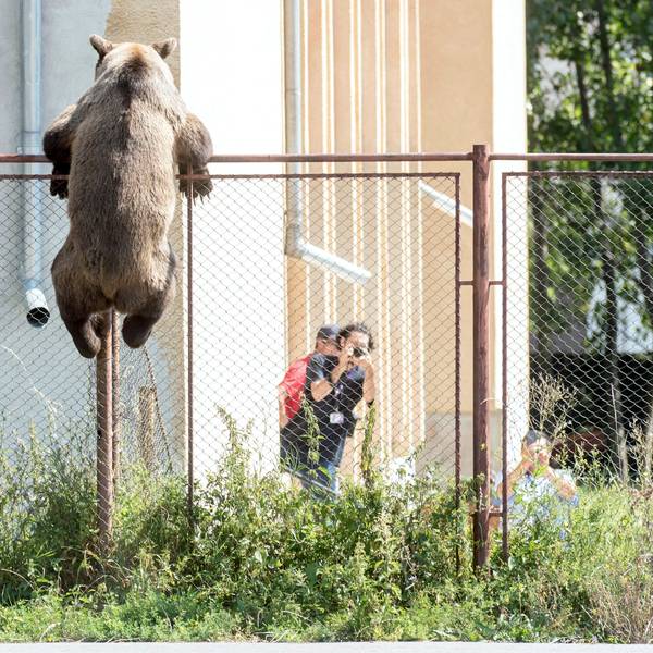 Ein Braunbär klettert über den Zaun der Schule Octavian Goga in Rumänien.