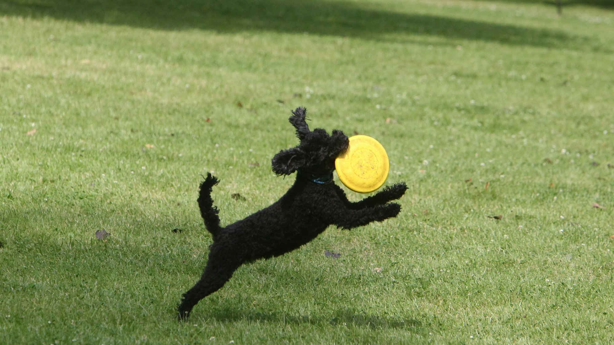 Ein schwarzer Zwergpudel fängt im Sprung mit der Schnauze eine kleine gelbe Frisbee-Scheibe.