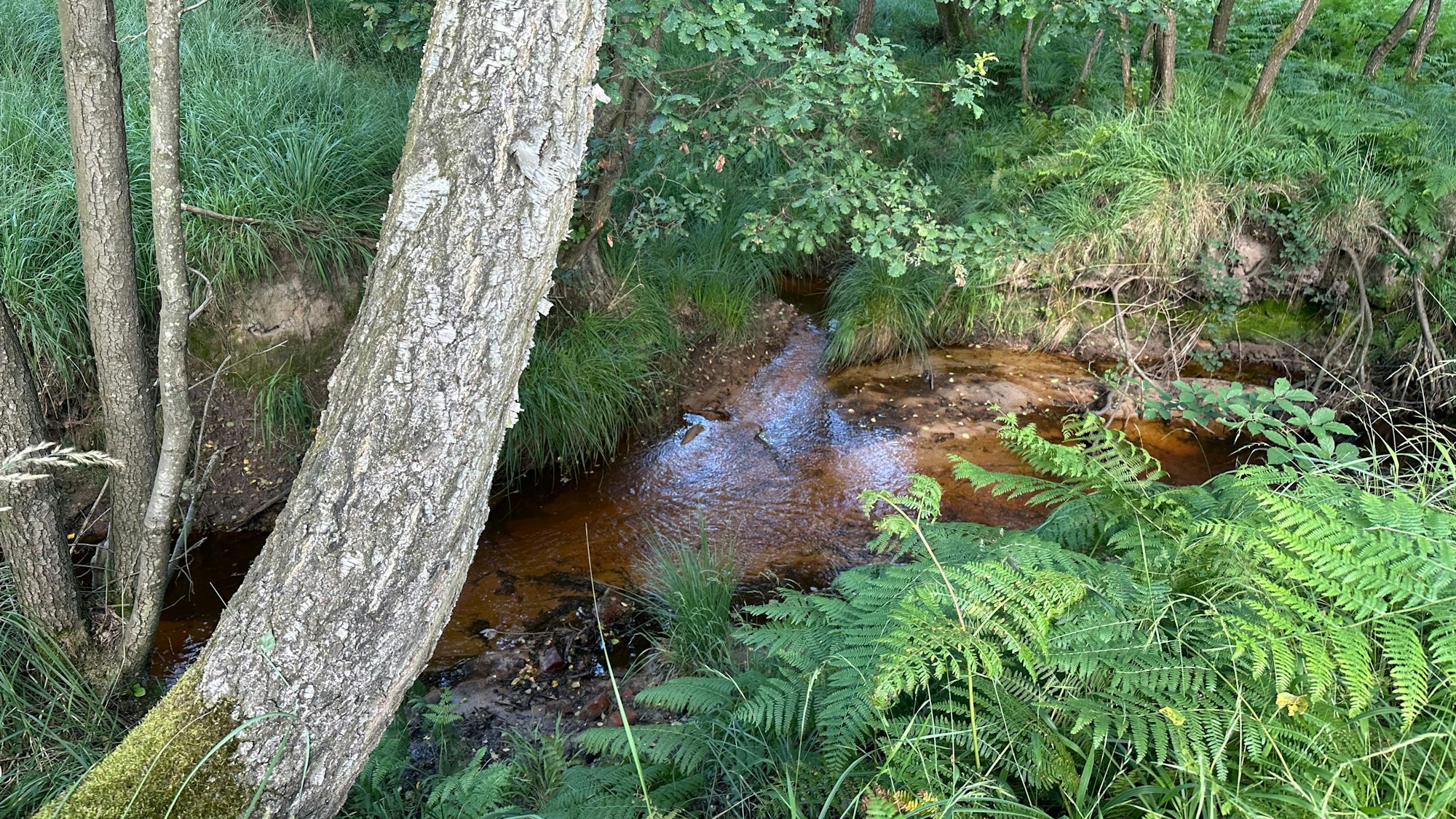 Der Scheuerbach hat sich tief ins Gelände gefressen und entwässert so das Planitzmoor.