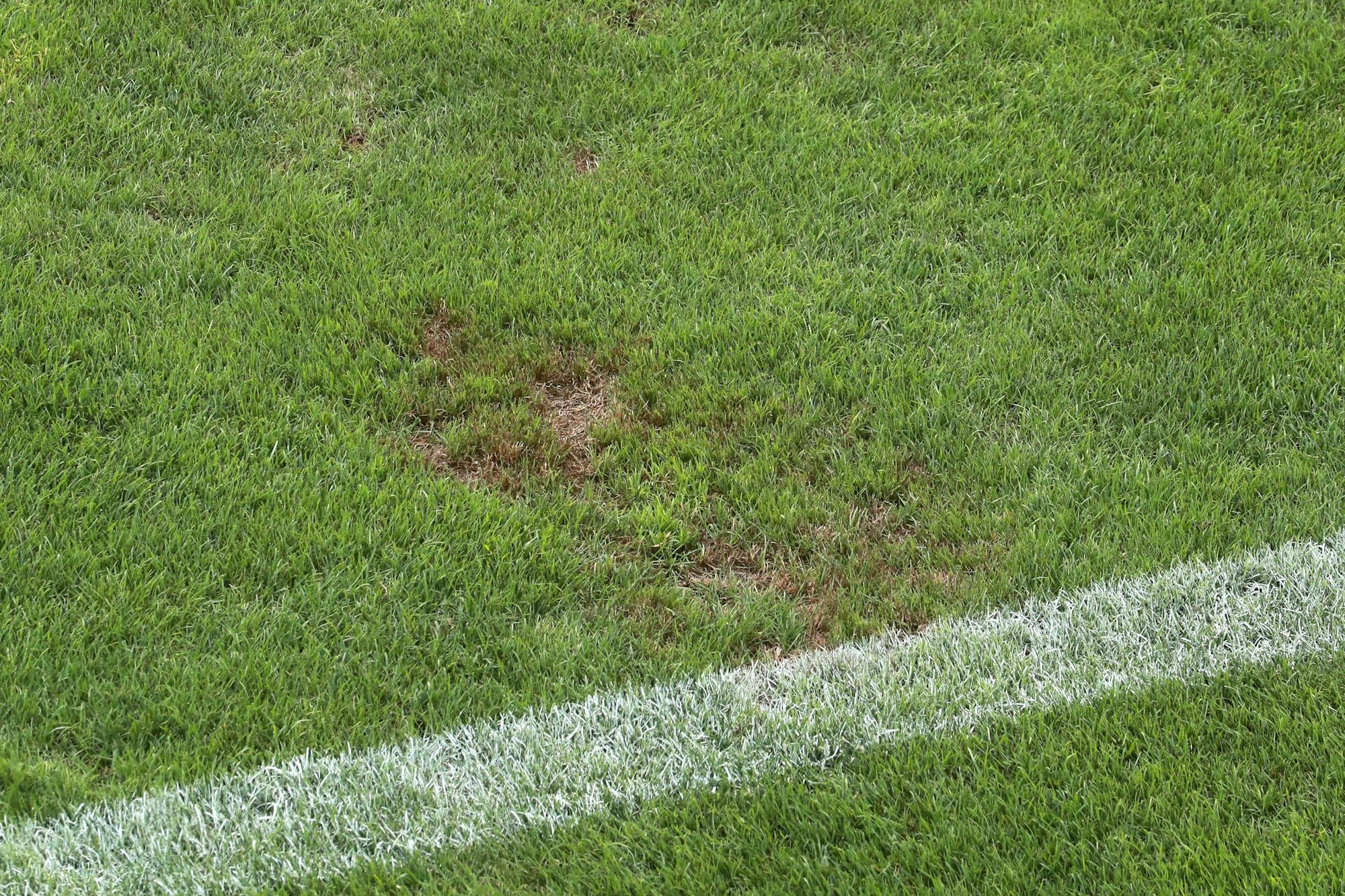 So sieht der Rasen auf dem Trainingsplatz in Bad Waltersdorf aus.