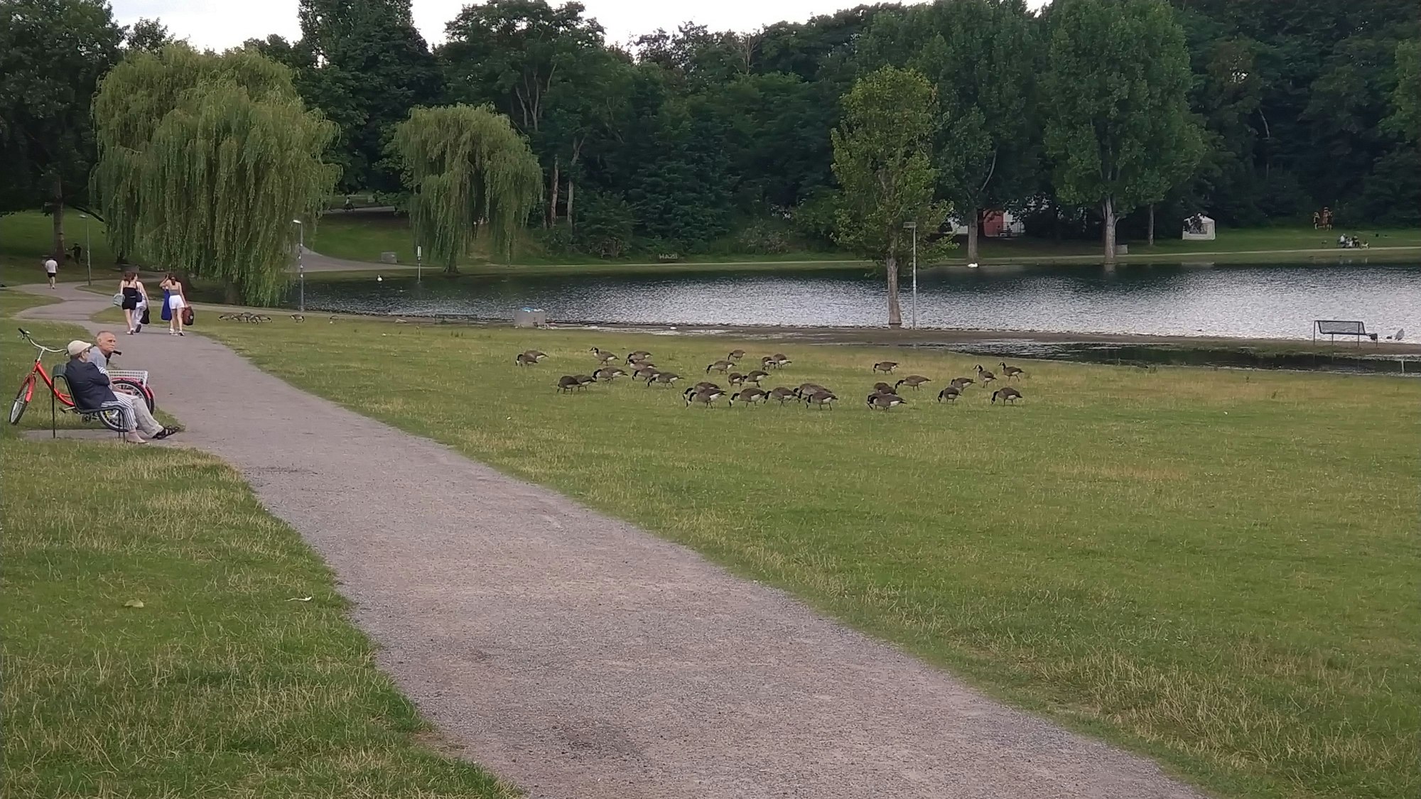 Spaziergänger und Graugänse in friedlicher Koexistenz am Ufer des See 5.