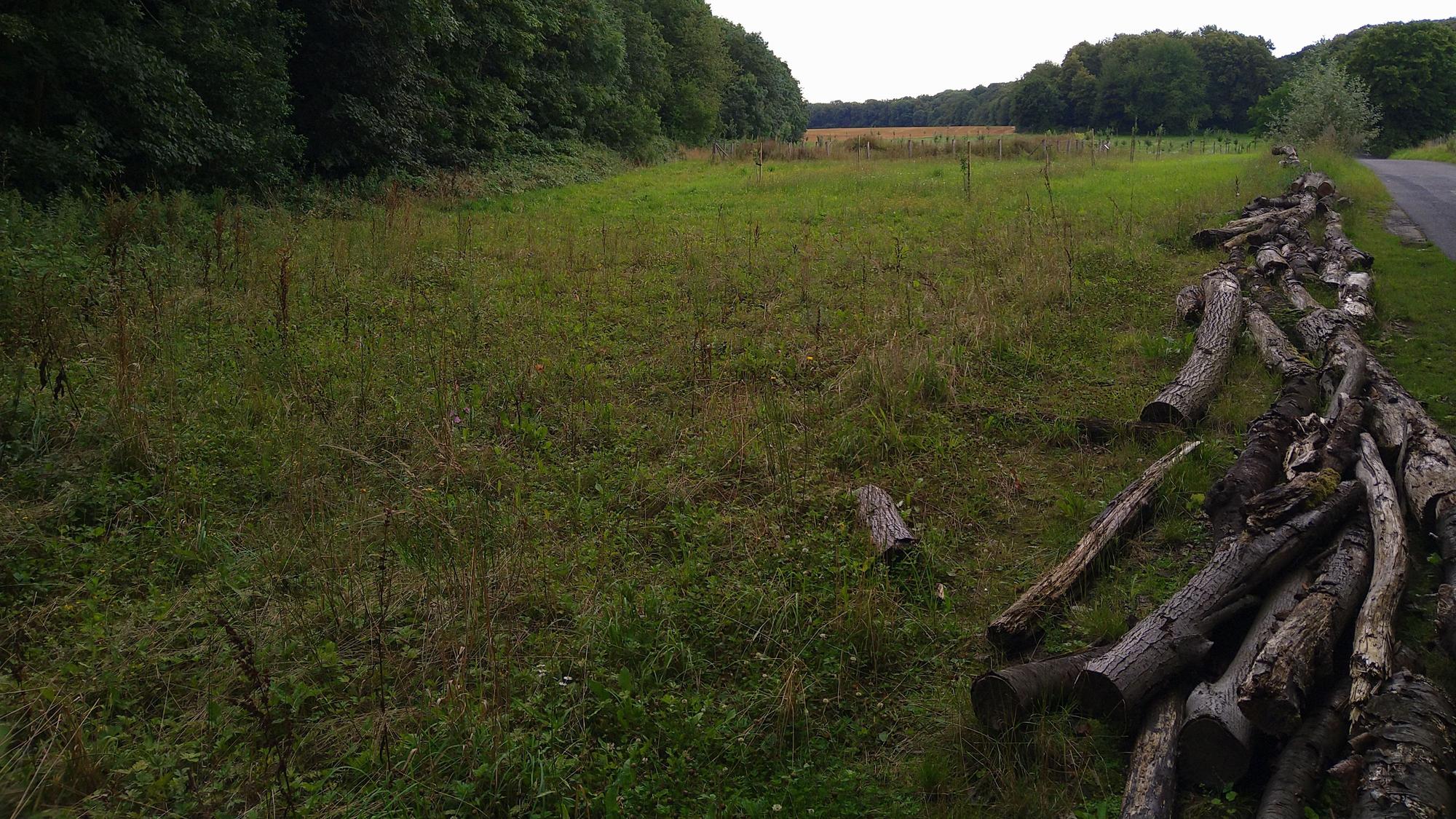 In den Bergheimer Höfen wechseln sich Wald und landwirtschaftliche Flächen ab.