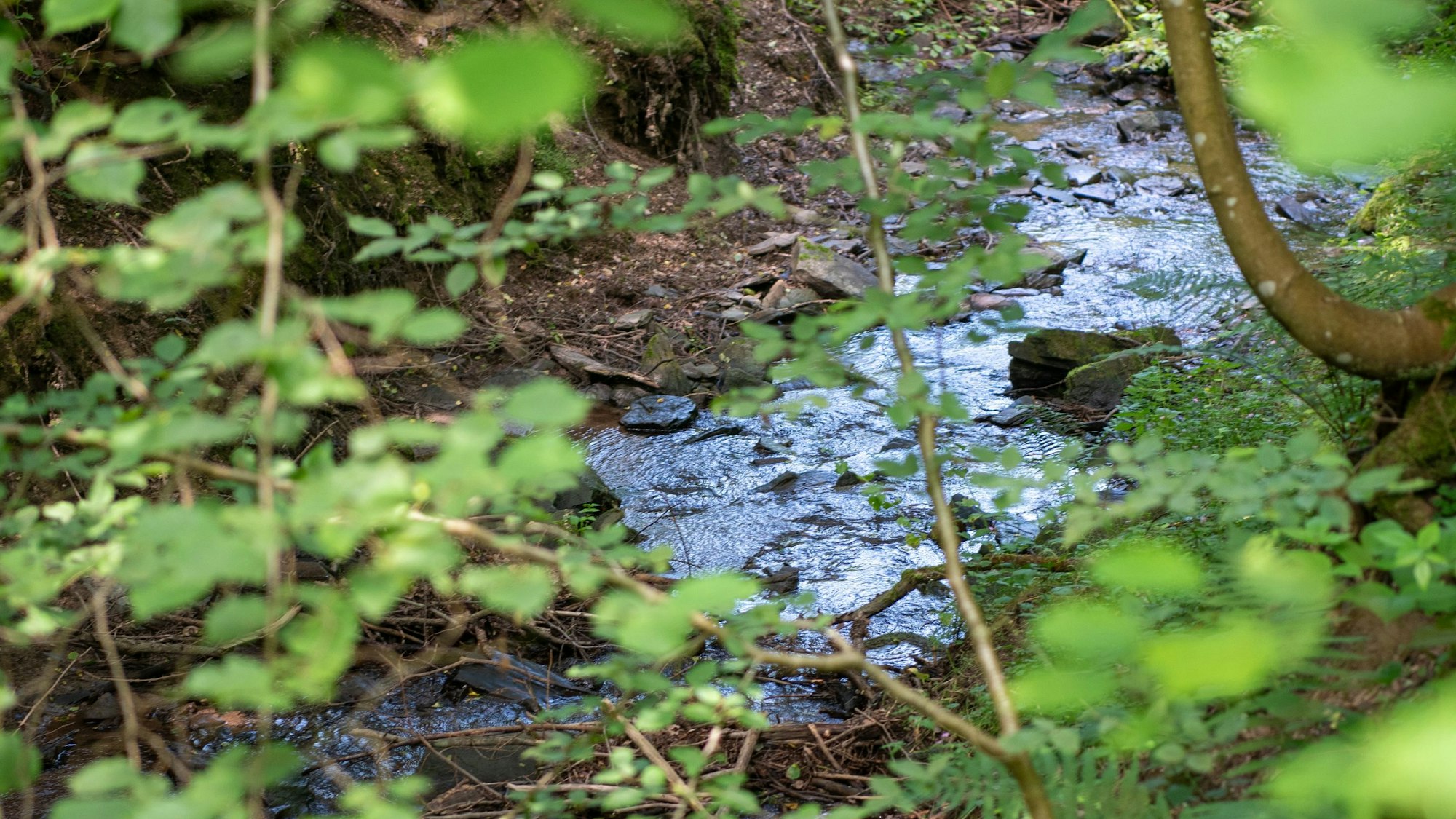 Durch Blätter hindurch sieht man einen Bach fließen.