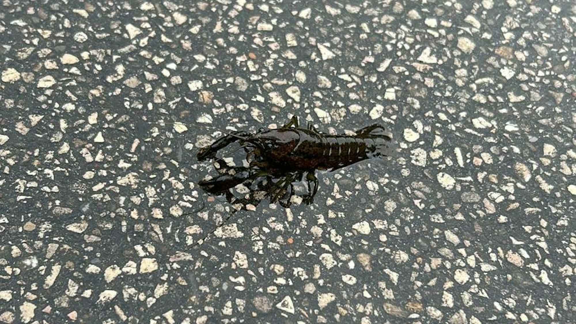 Ein braun-schwarzer Flusskrebs