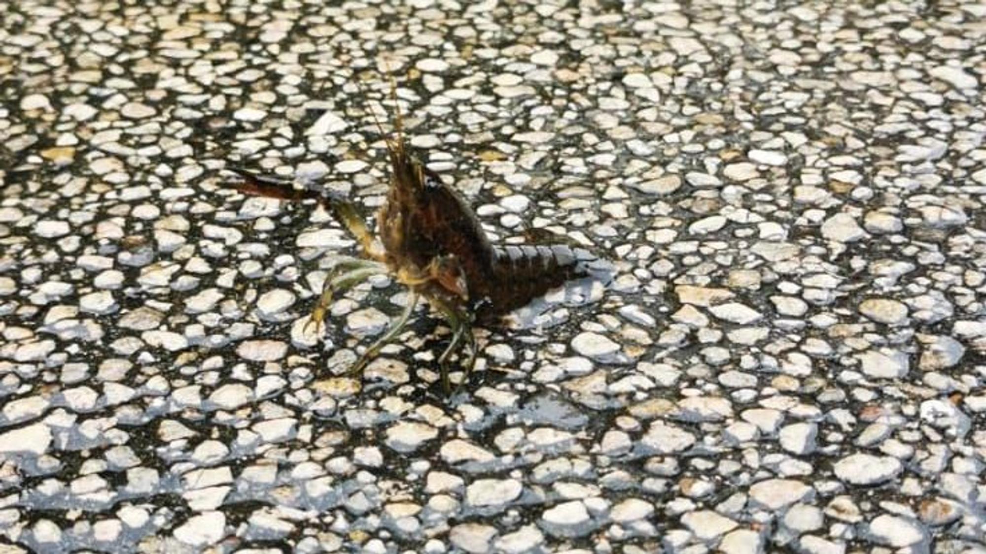 Ein braun-schwarzer Flusskrebs sitzt auf Asphalt, seine Scheren und Beine drohend in die Höhe gestreckt.