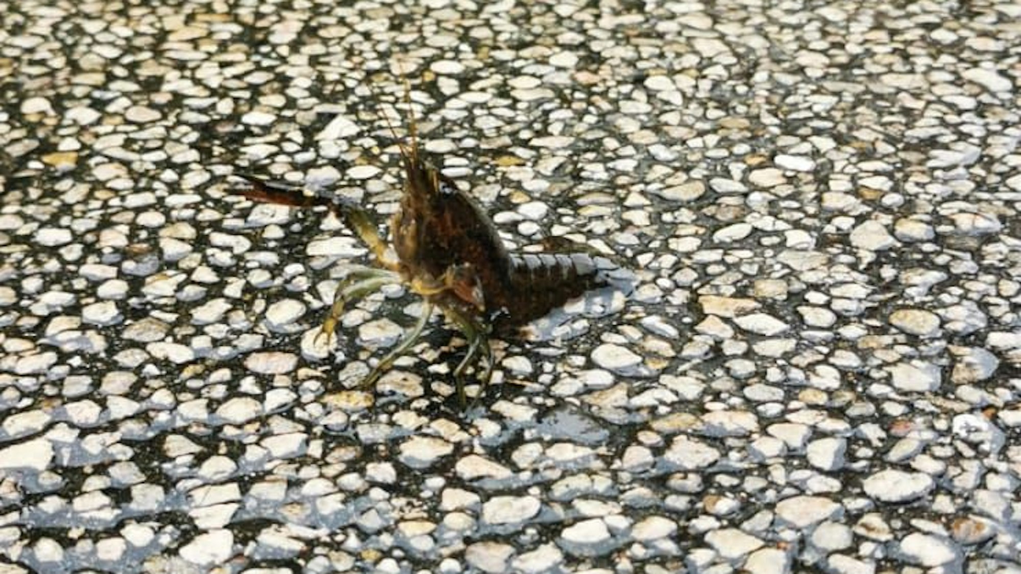 Ein braun-schwarzer Flusskrebs sitzt auf Asphalt, seine Scheren und Beine drohend in die Höhe gestreckt.
