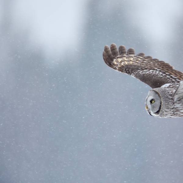 Ein Bartkauz fliegt durch die Luft.