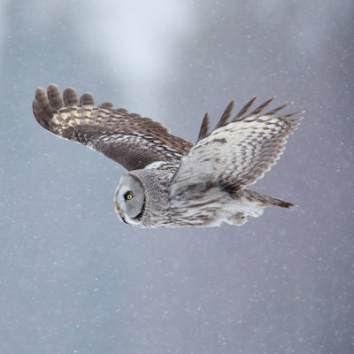Ein Bartkauz fliegt durch die Luft.