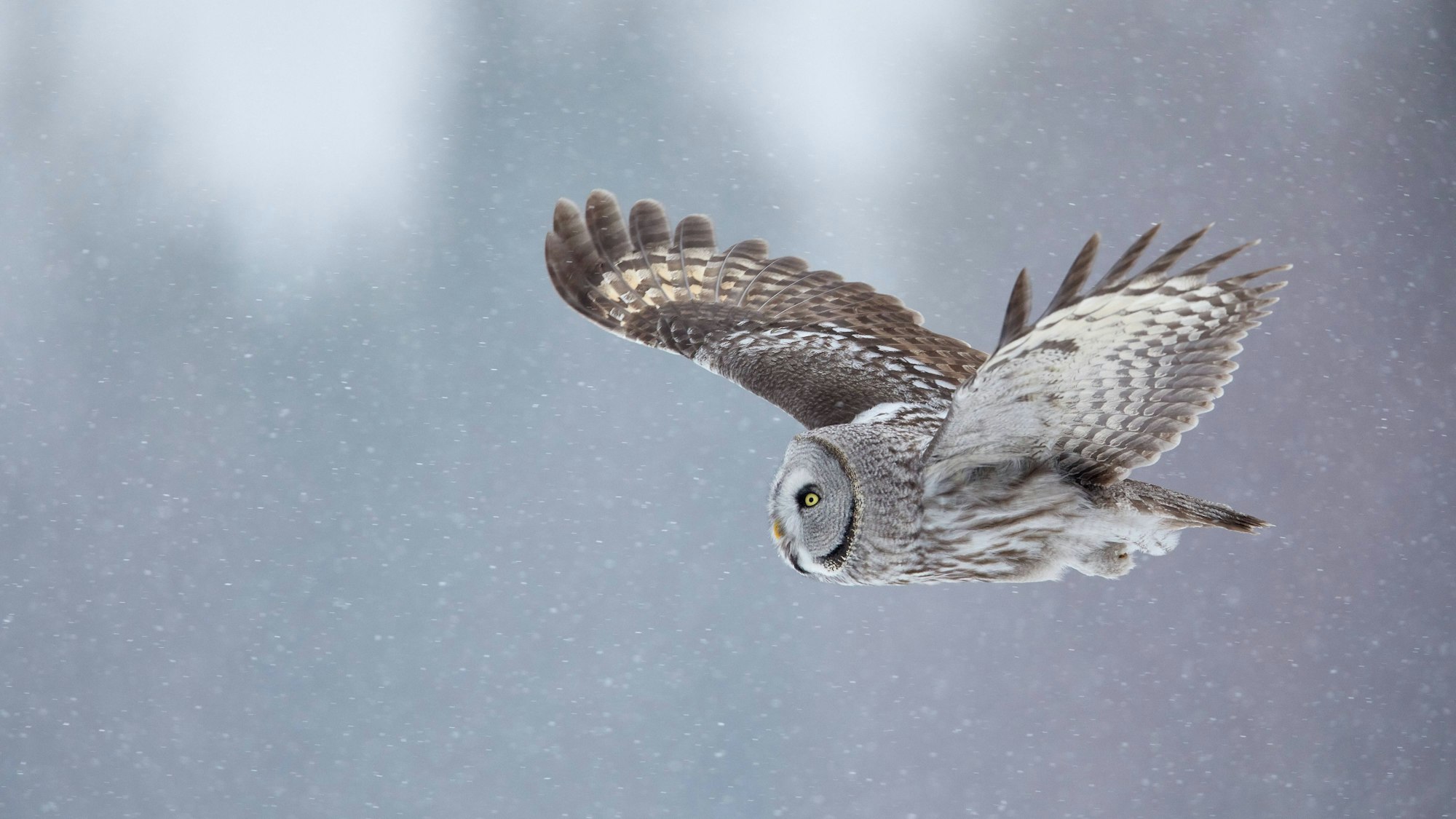 Ein Bartkauz fliegt durch die Luft.