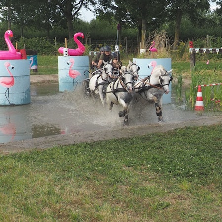Ein Pferdegespann hat ein Hindernis, auf dem rosafarbene Gummi-Flamingos thronen, durchquert. Wasser spritzt.