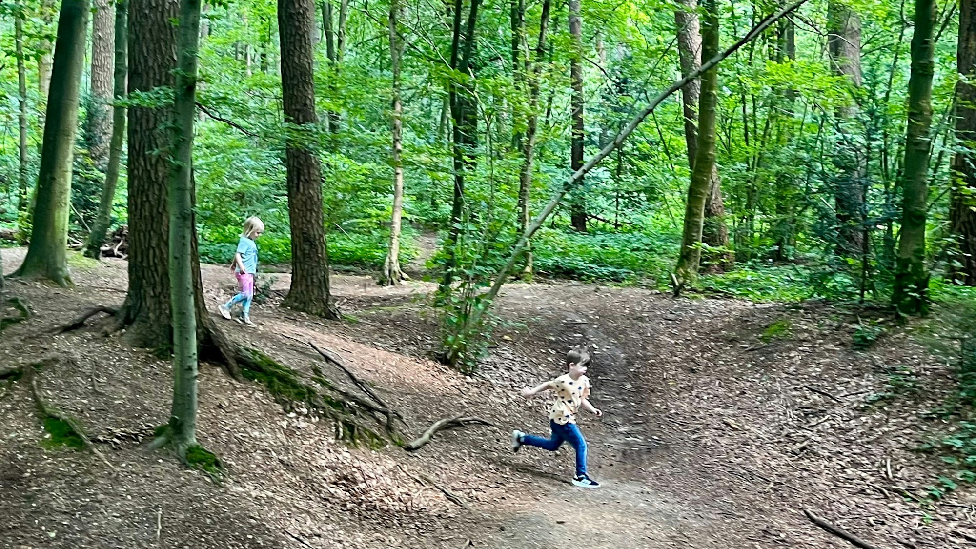 Kinder im Wald