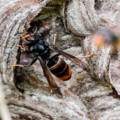 Eine Asiatische Hornisse (Vespa Velutina) auf einem Hornissennest.