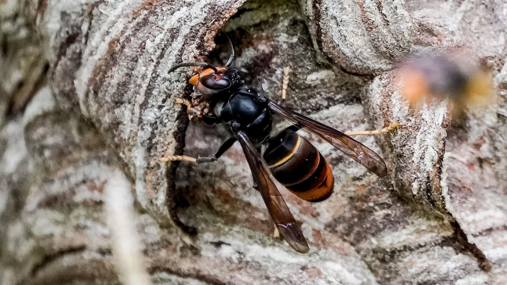 Eine Asiatische Hornisse (Vespa Velutina) auf einem Hornissennest.