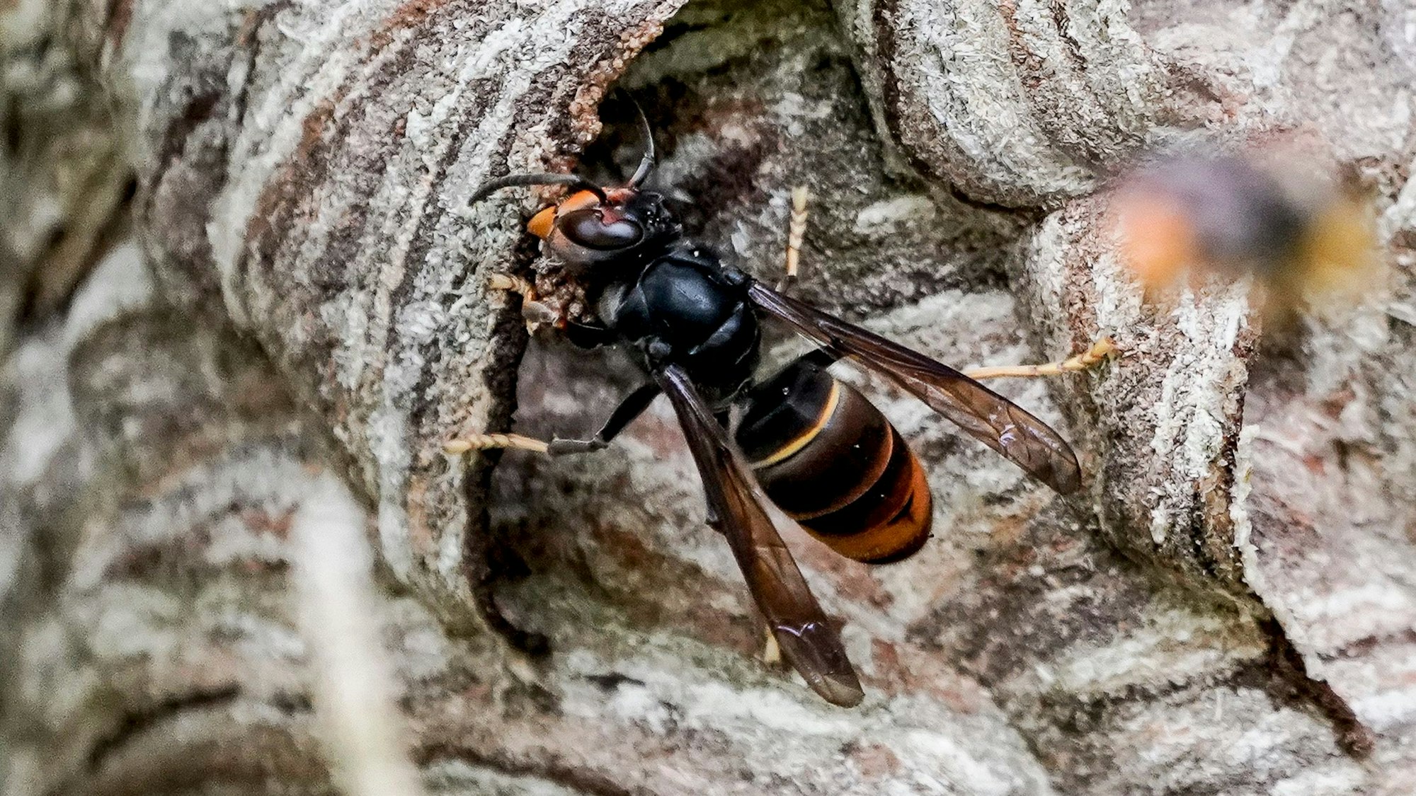 Eine Asiatische Hornisse (Vespa Velutina) auf einem Hornissennest.