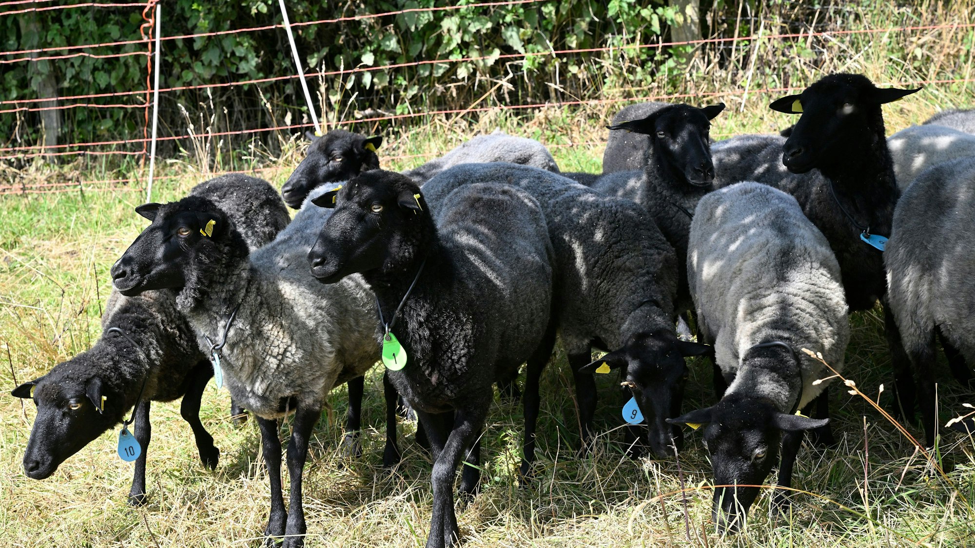 Schafe sind für die Blauzungenkrankheit besonders anfällig.