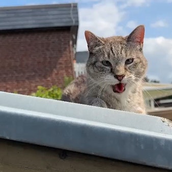 Die Tierrettung Porz hat eine Katze in Zündorf von einem Hartenhausdach gerettet.