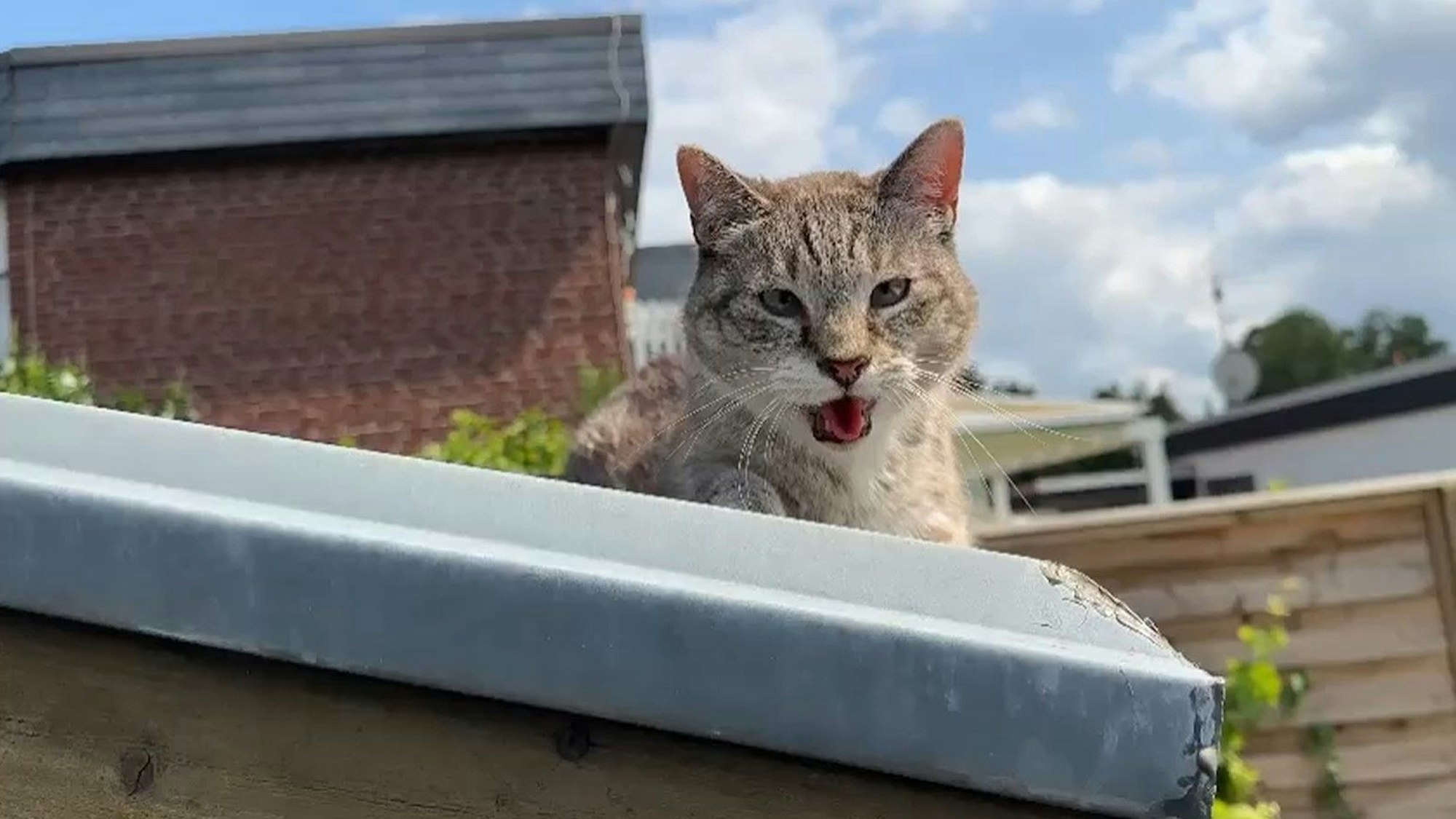 Die Tierrettung Porz hat eine Katze in Zündorf von einem Hartenhausdach gerettet.