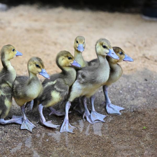 Die sechs Küken auf ihren ersten Schritten im neuen Gehege mit kleinem Teich.
