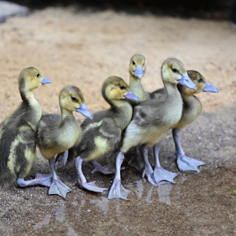 Die sechs Küken auf ihren ersten Schritten im neuen Gehege mit kleinem Teich.