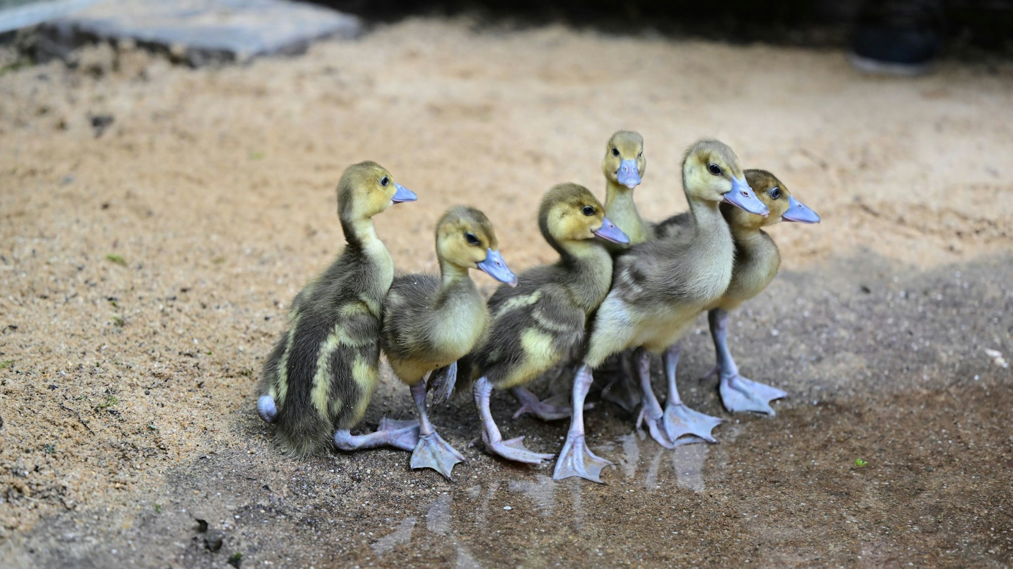 Die sechs Küken auf ihren ersten Schritten im neuen Gehege mit kleinem Teich.