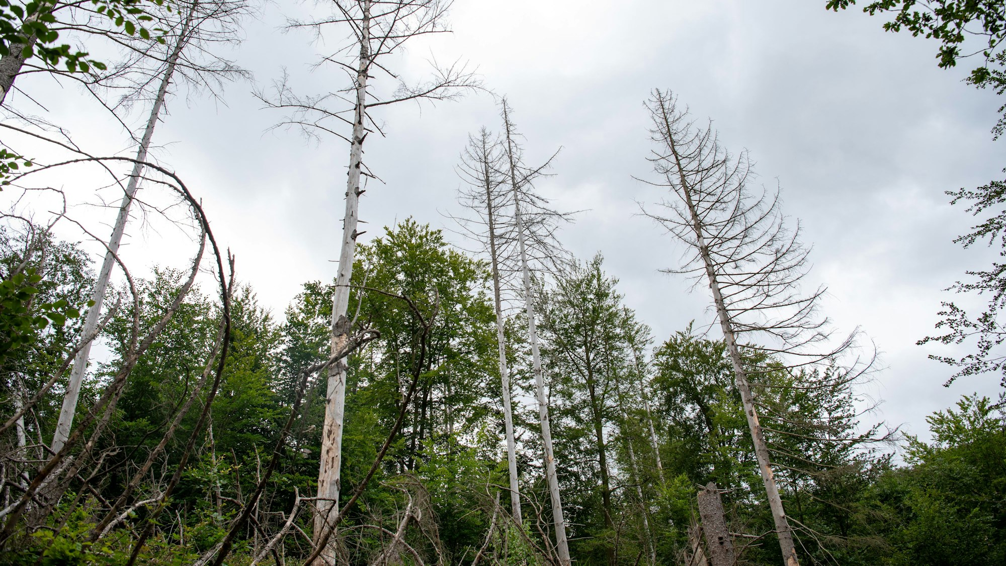 Tote Fichten ragen auf einem lichten Waldstück in die Höhe. Die Stämme sind weiß.