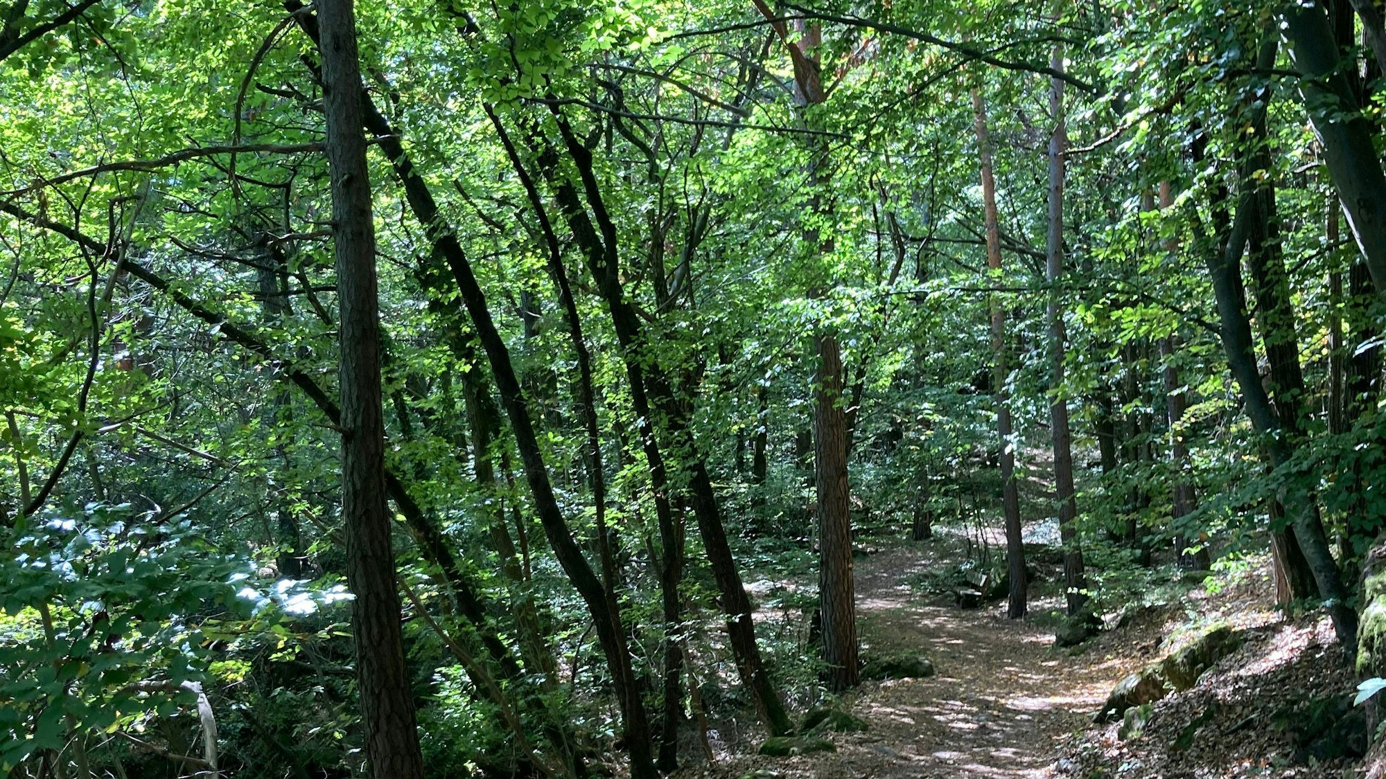 Ein Waldweg in Südtirol
