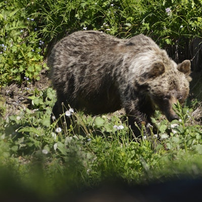 Ein Braunbär ist im Tal Zadné Me·odoly in Tatranská Javorina unterwegs.