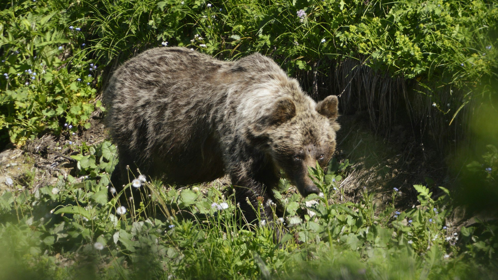 Ein Braunbär ist im Tal Zadné Me·odoly in Tatranská Javorina unterwegs.