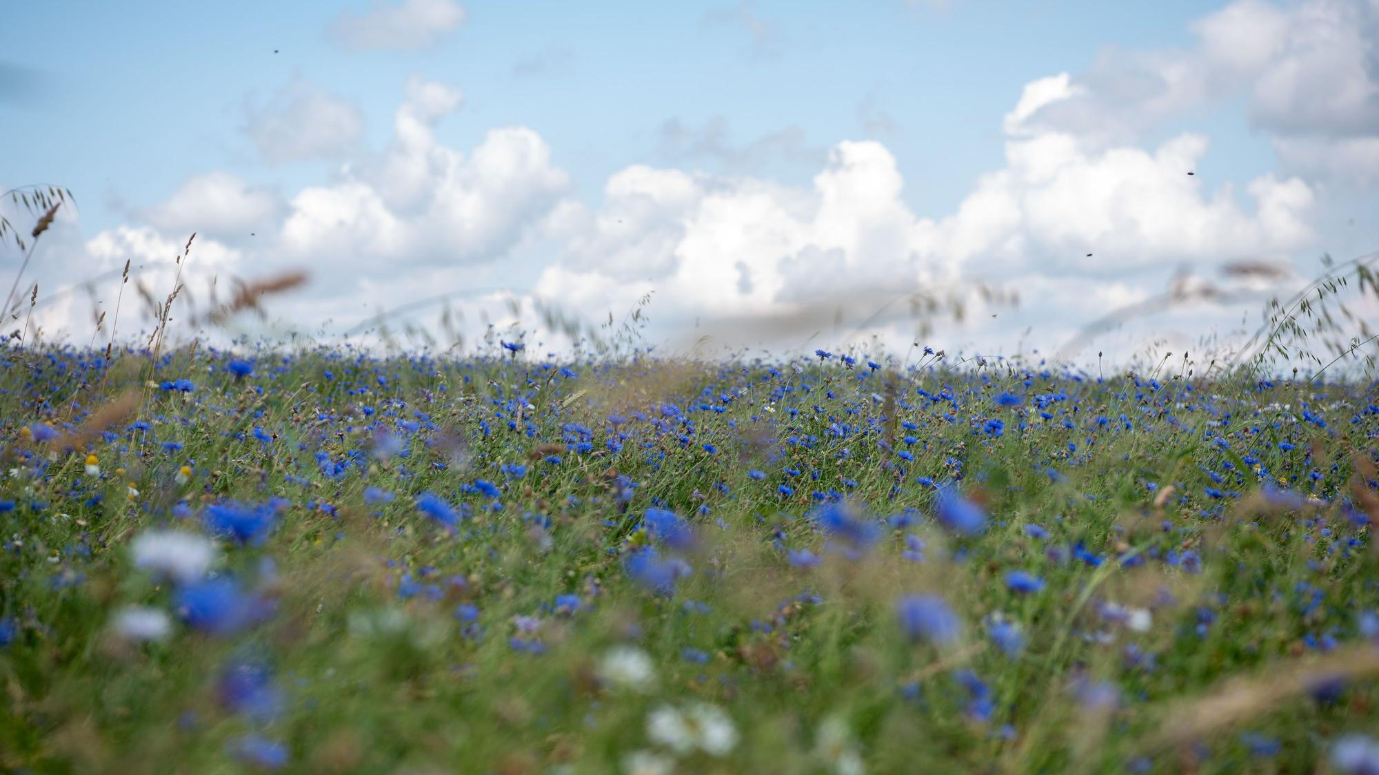 Blaue Kornblumen blühen auf einem Feld im Nationalpark Eifel, im Hintergrund sind weiße Wolken am blauen Himmel zu sehen.
