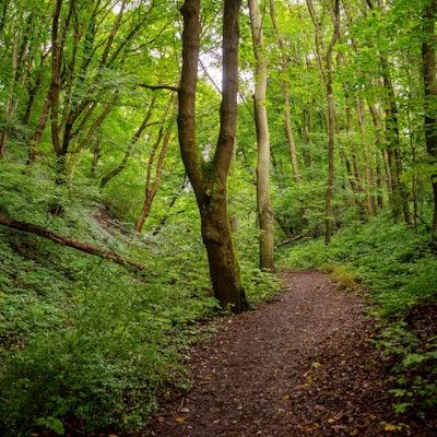 Ein Pfad führt durch einen dichten grünen Laubwald im Nationalpark Eifel.