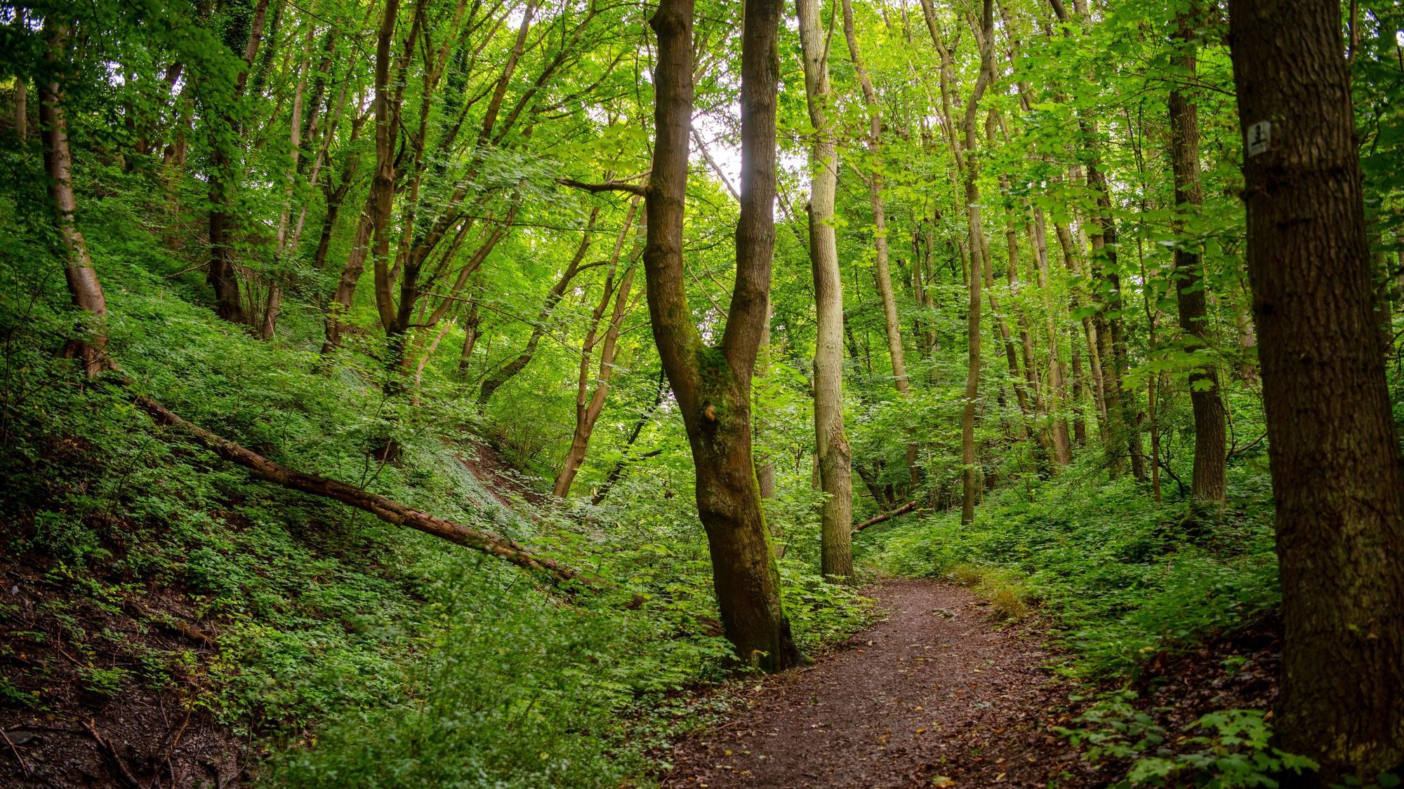 Ein Pfad führt durch einen dichten grünen Laubwald im Nationalpark Eifel.