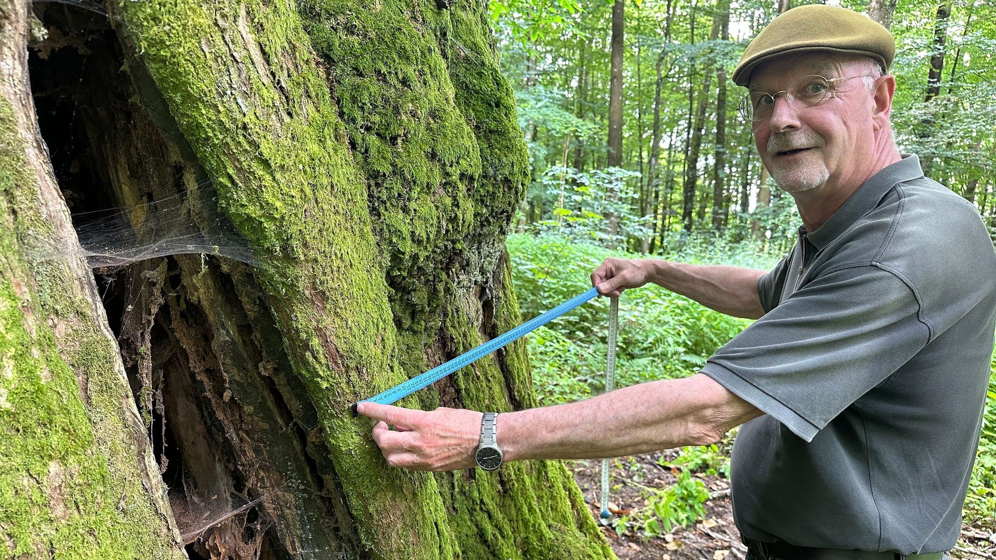 Dr. Norberrt Möhlenbruch misst den Umfang der Esskastanie: 7,20 Meter.