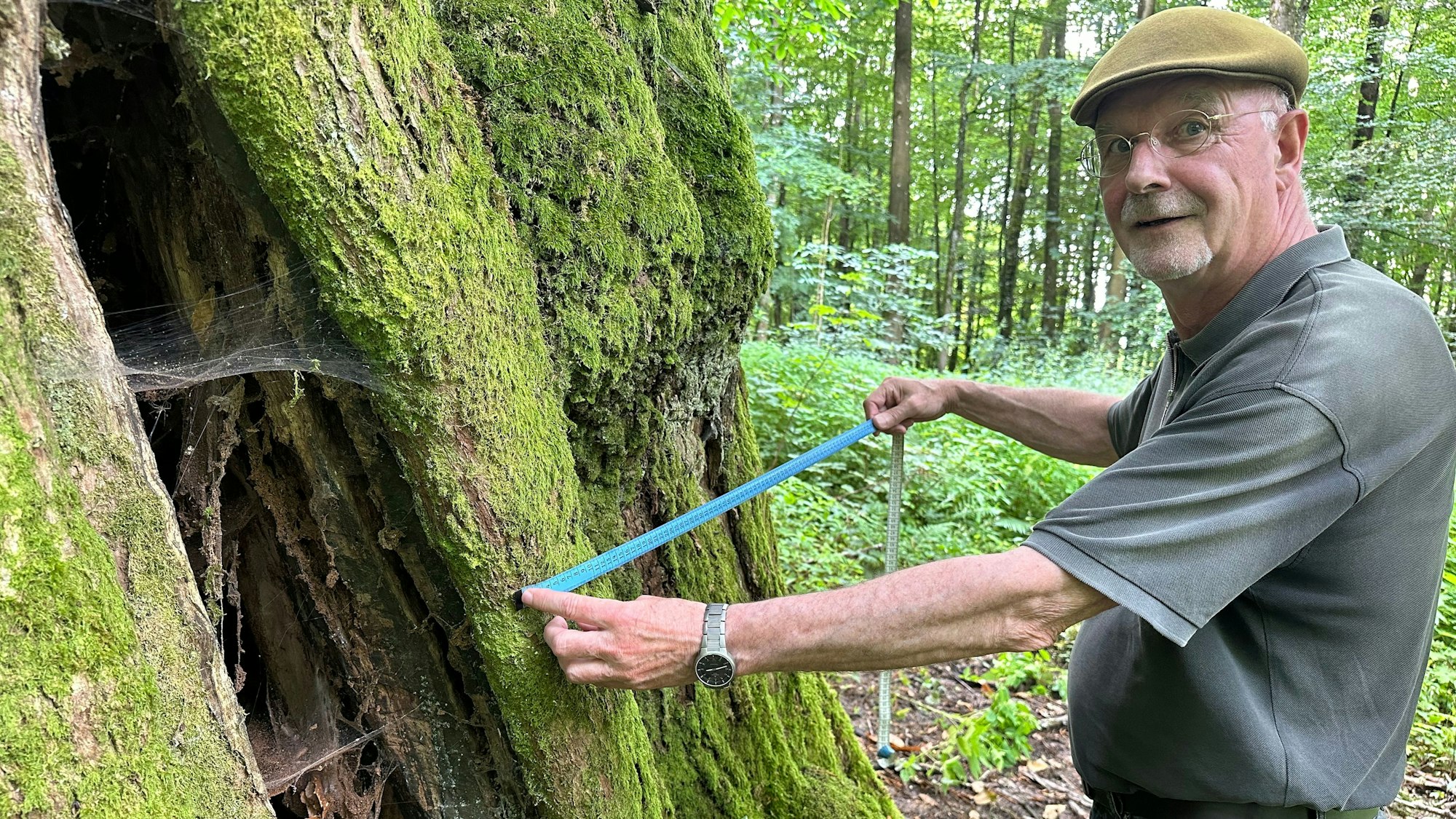 Dr. Norberrt Möhlenbruch misst den Umfang der Esskastanie: 7,20 Meter.