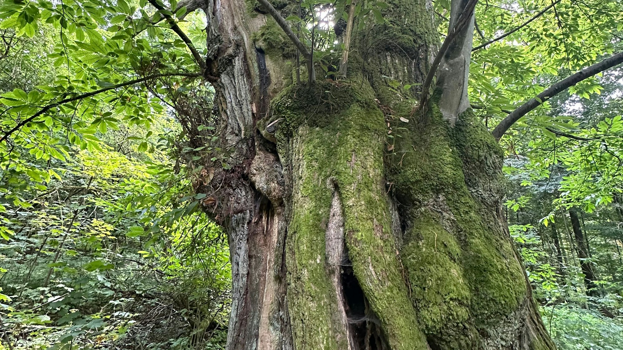 7,20 Meter: In Ruppichteroth steht der Baum mit dem dicksten Umfang im Rhein-Sieg-Kreis.