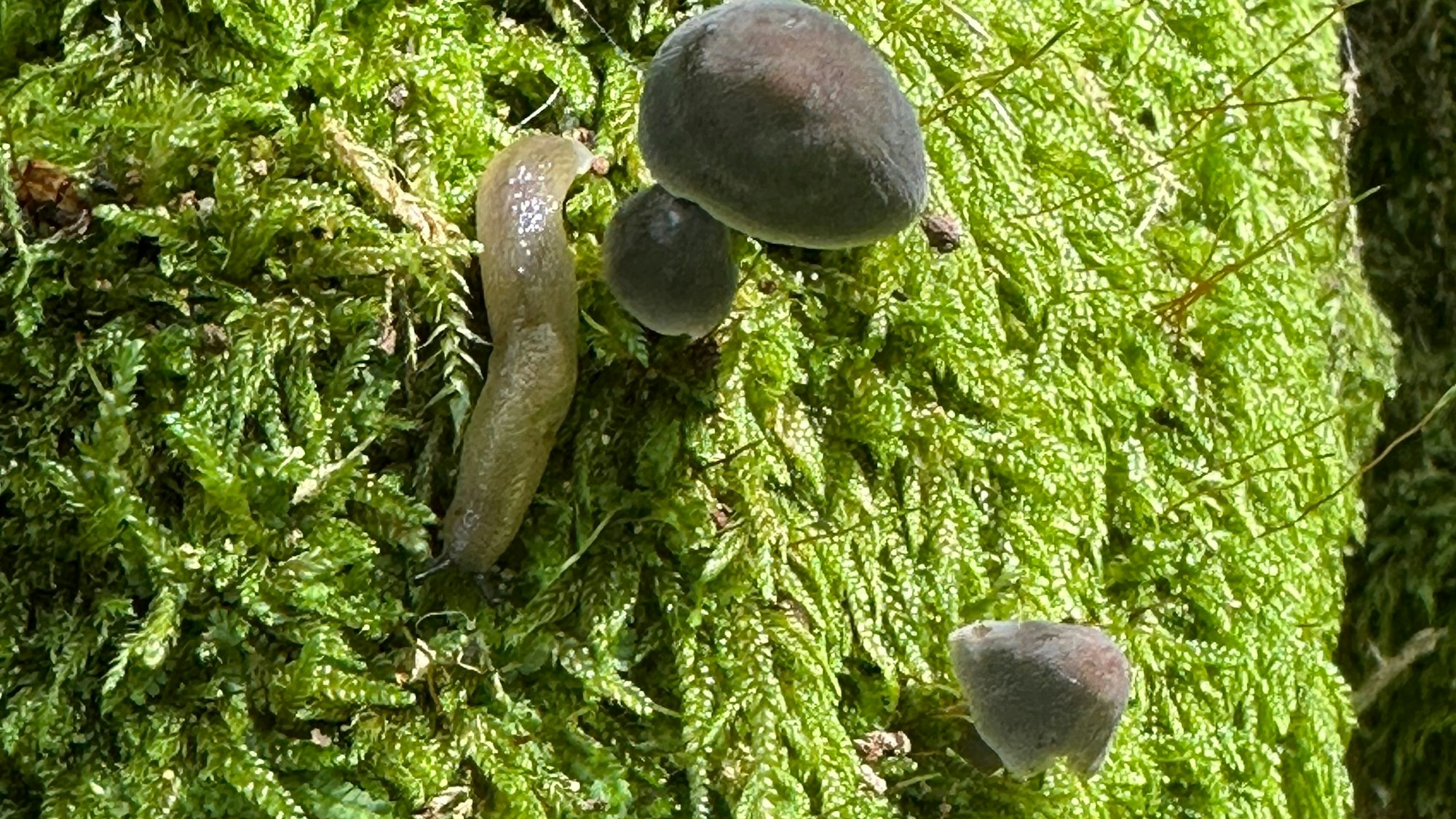 In Ruppichteroth steht der Baum mit dem dicksten Umfang im Rhein-Sieg-Kreis, Schnecken, Asseln und Pilze fühlen sich dort wohl