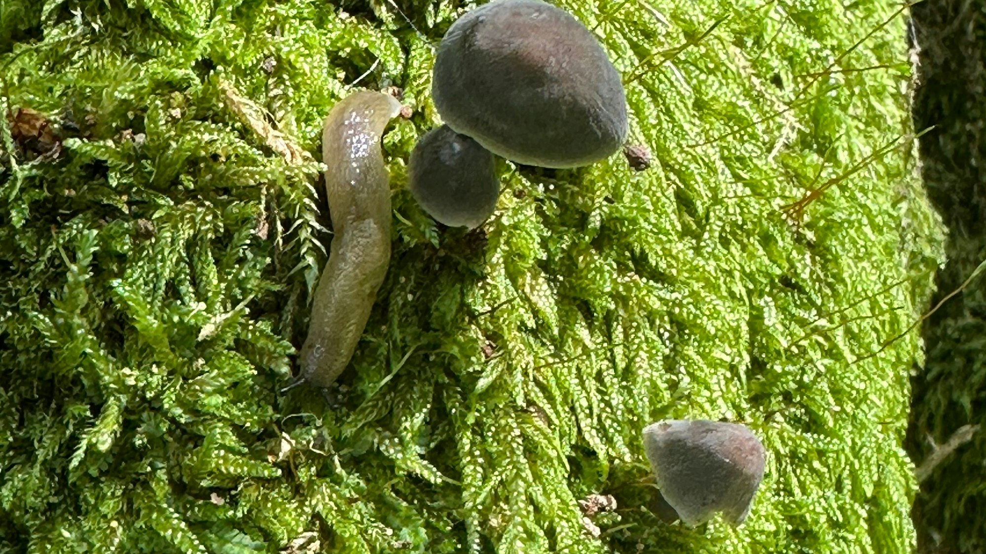In Ruppichteroth steht der Baum mit dem dicksten Umfang im Rhein-Sieg-Kreis, Schnecken, Asseln und Pilze fühlen sich dort wohl