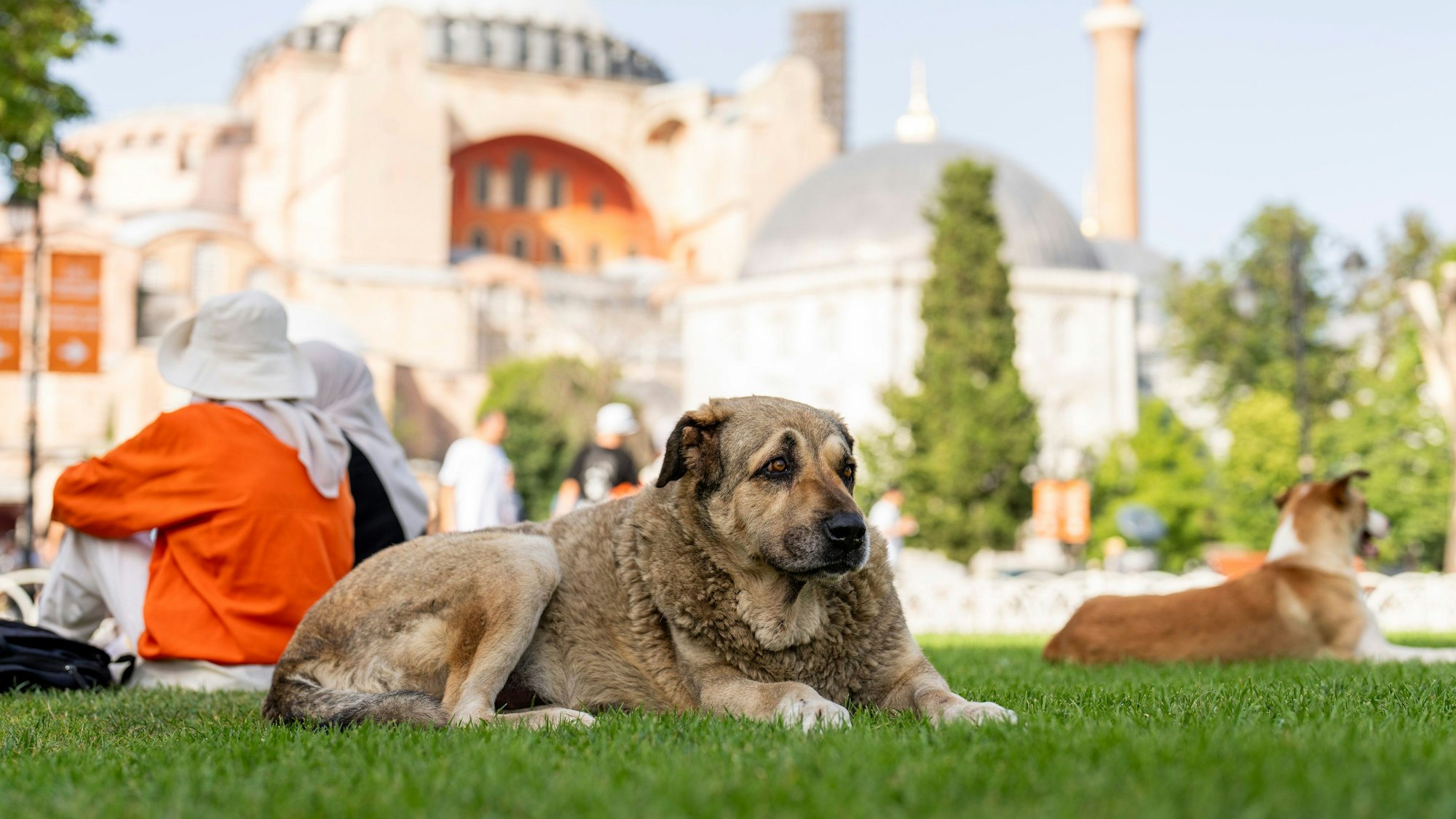 Ein streunender Hund ruht vor der byzantinischen Hagia Sophia Moschee.