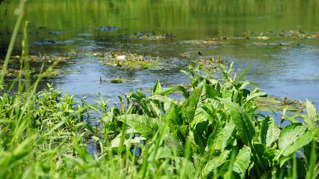 Die Erft fließt in Bergheim durchs Grüne. Zwischendurch wirbeln Wasserpflanzen den Wasserfluss auf.