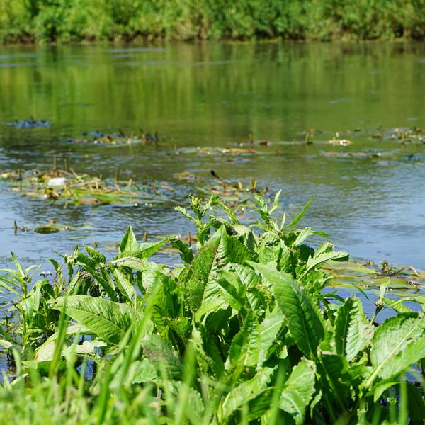 Die Erft fließt in Bergheim durchs Grüne. Zwischendurch wirbeln Wasserpflanzen den Wasserfluss auf.