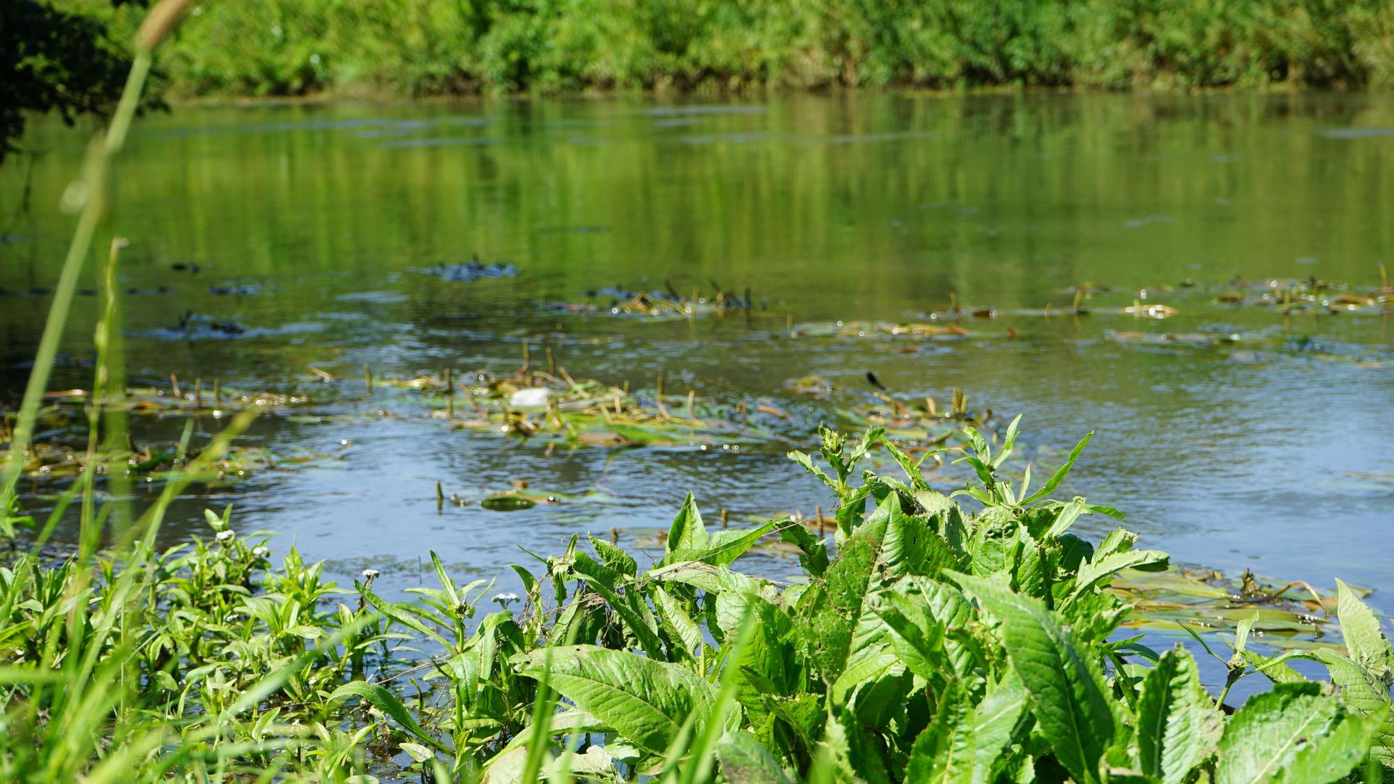 Die Erft fließt in Bergheim durchs Grüne. Zwischendurch wirbeln Wasserpflanzen den Wasserfluss auf.
