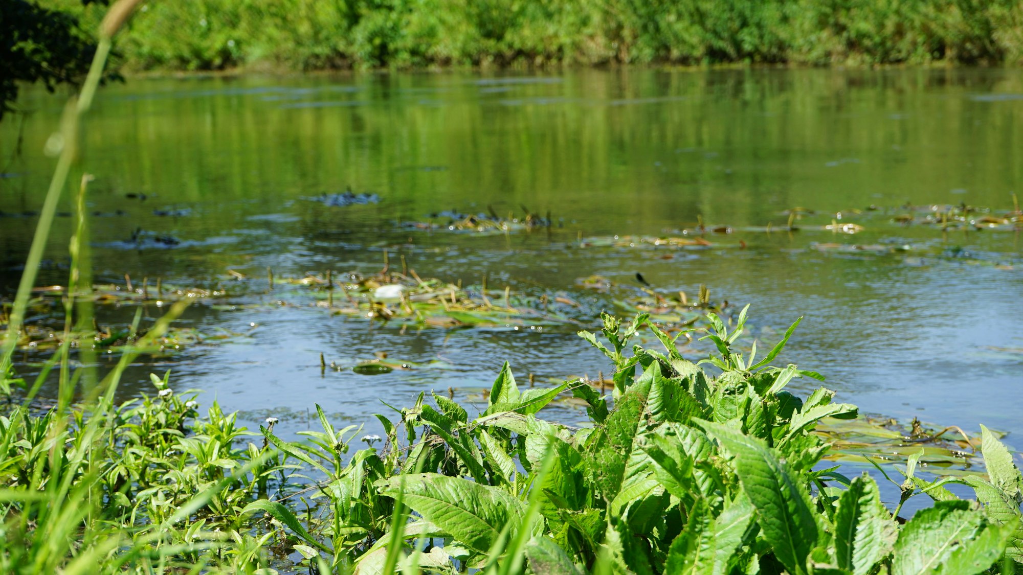 Die Erft fließt in Bergheim durchs Grüne. Zwischendurch wirbeln Wasserpflanzen den Wasserfluss auf.