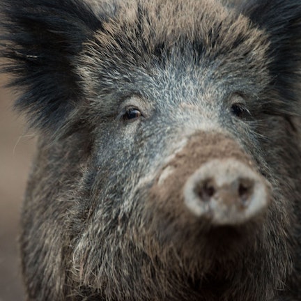 Ein Wildschwein.