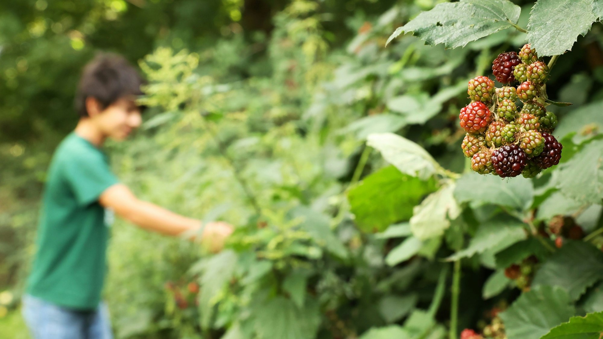 30.07.2023
Köln:
Brombeeren im Takufeld
Emil aus Ehrenfeld pflückt begeistert die leckeren Früchte
Foto: Martina Goyert