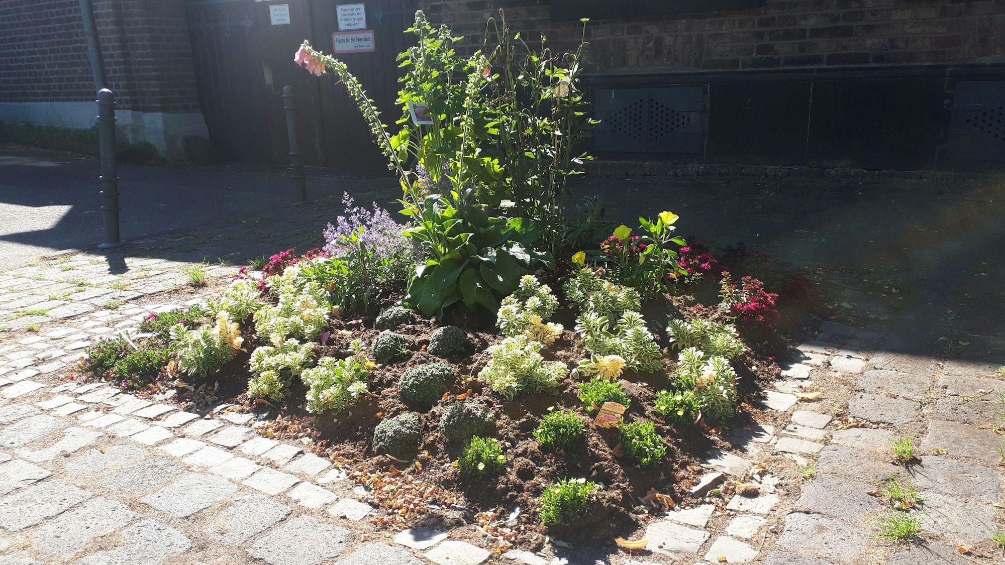 Ein Beet mit verschiedenen Pflanzen.
