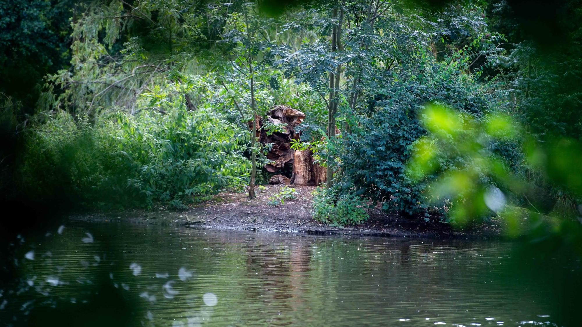 Reste einer Trauerweide auf einer Insel im Schillerpark.